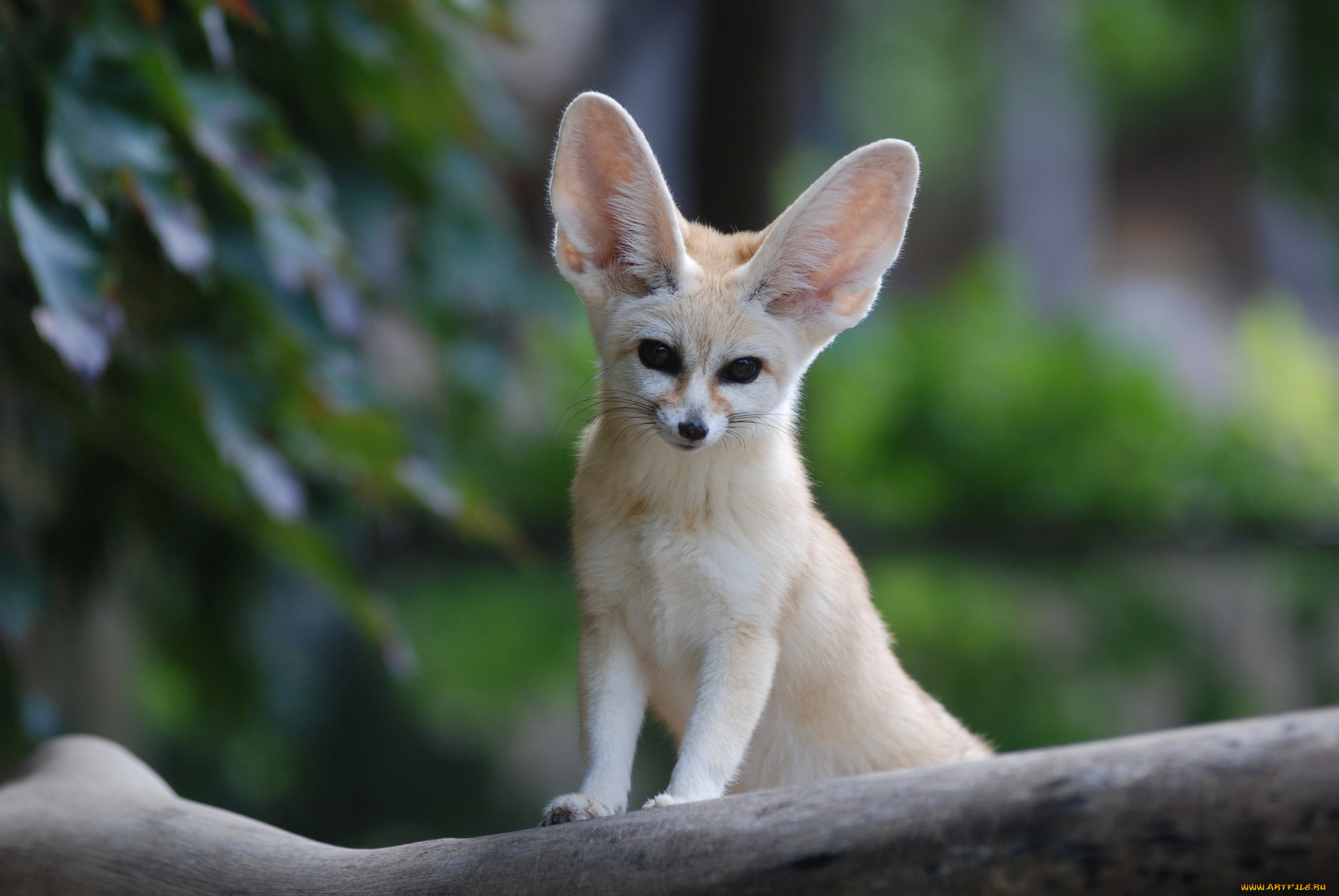 , , fennec, fox, , , , , 